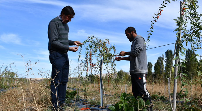 Ata ocağı köyde goji berry yetiştiren profesör çiftçilere örnek oluyor
